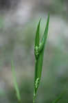 Kral's sedge